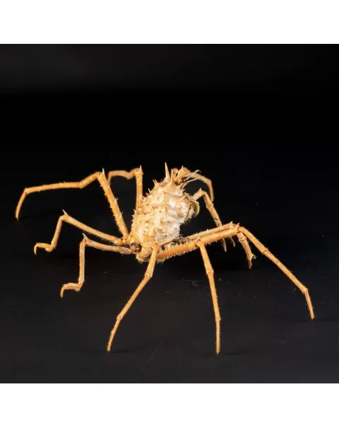 Paromola Macrochira  Granchio di Mare
