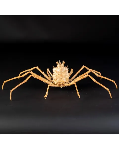 Paromola Macrochira  Granchio di Mare