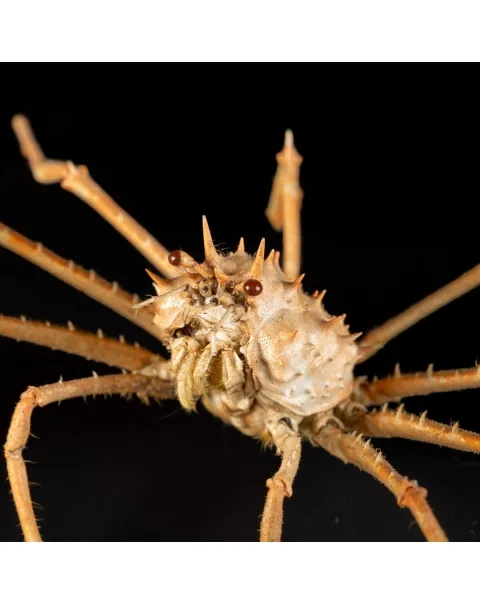 Paromola Macrochira  Granchio di Mare