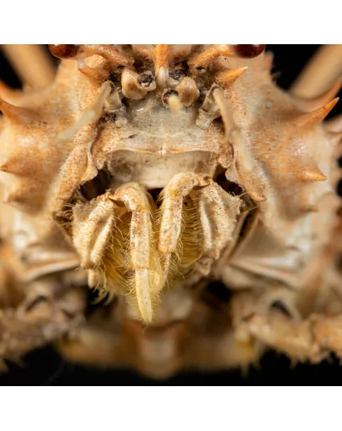 Paromola Macrochira  Granchio di Mare