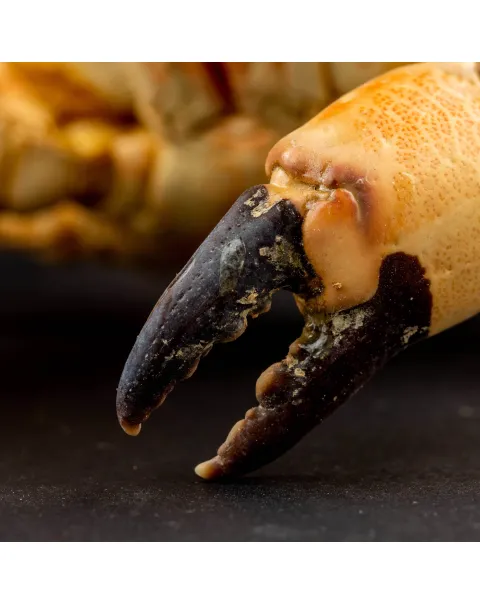 Granchio di Mare: Lophozozymus Pictor.