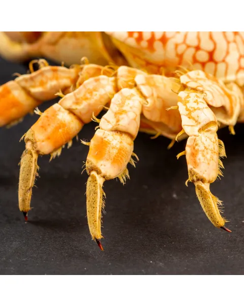 Granchio di Mare: Lophozozymus Pictor.