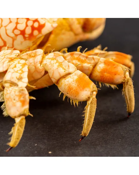 Granchio di Mare: Lophozozymus Pictor.