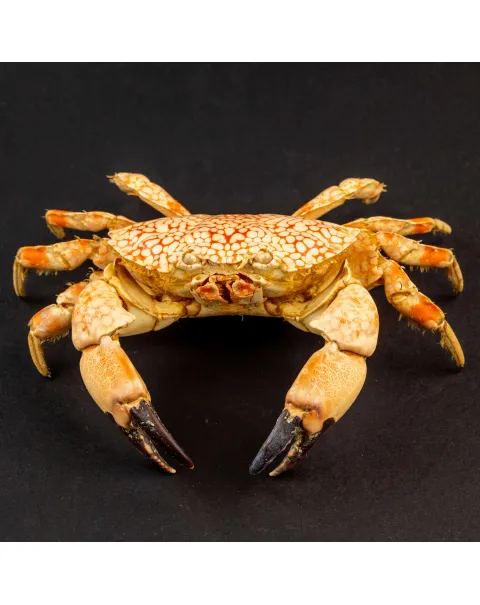 Granchio di Mare: Lophozozymus Pictor.