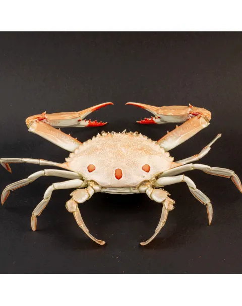 Portunus Sanguinolentus Granchio di Mare