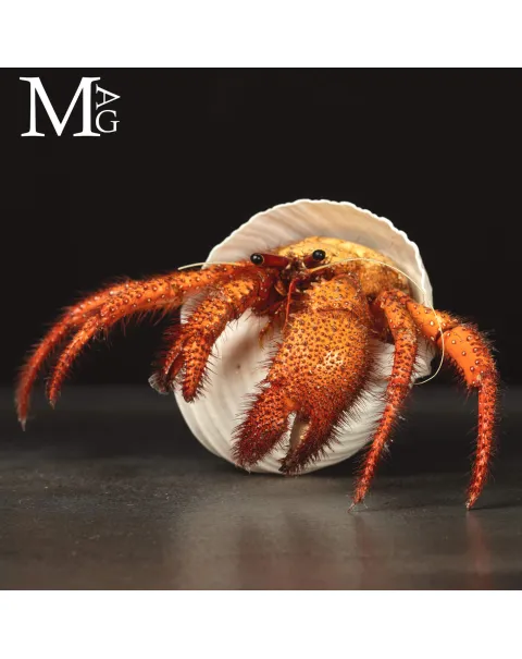 Paguro Gigante in Conchiglia del Genere Tonnidae – Oggetto da Collezione di Storia Naturale.