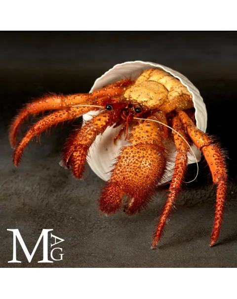 Paguro Gigante in Conchiglia del Genere Tonnidae – Oggetto da Collezione di Storia Naturale.