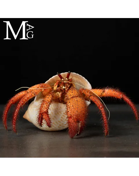 Paguro Gigante Dardanus Megistos in Conchiglia Tonna tessellata – Oggetto da Collezione Naturalistica