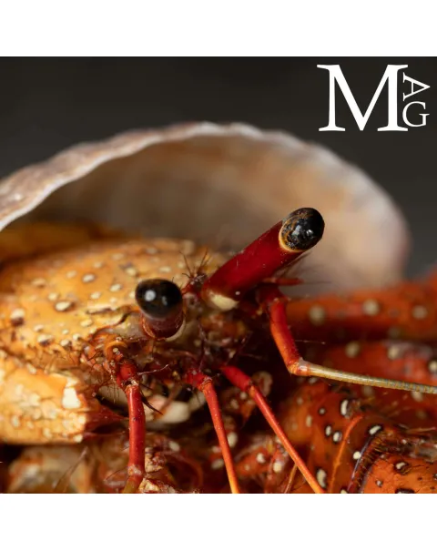 Paguro Gigante Dardanus Megistos in Conchiglia Tonna tessellata – Oggetto da Collezione Naturalistica