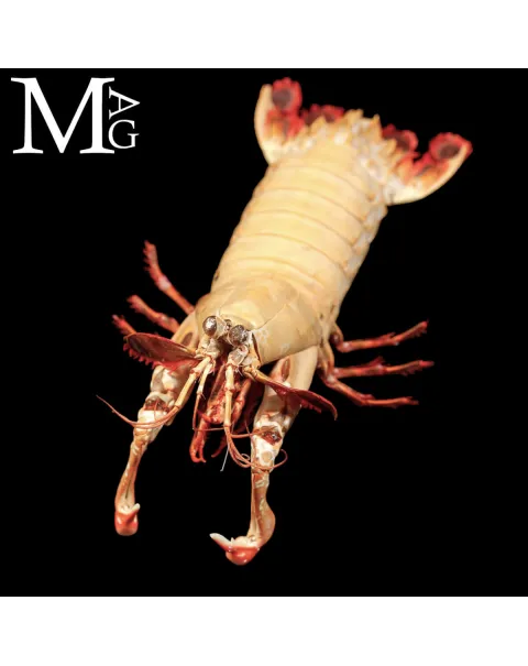 Gonodactylus Chiragra – Stomatopode Esotico da Collezione Naturalistica