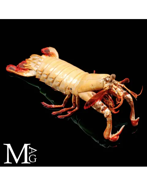 Gonodactylus Chiragra – Stomatopode Esotico da Collezione Naturalistica
