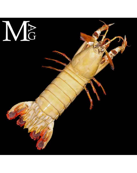 Gonodactylus Chiragra – Stomatopode Esotico da Collezione Naturalistica