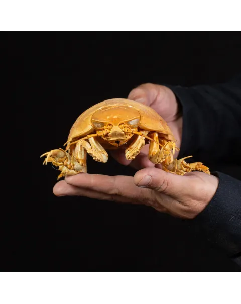 Raro Isopode: Bathynomus giganteus gigante - Una meraviglia degli abissi
