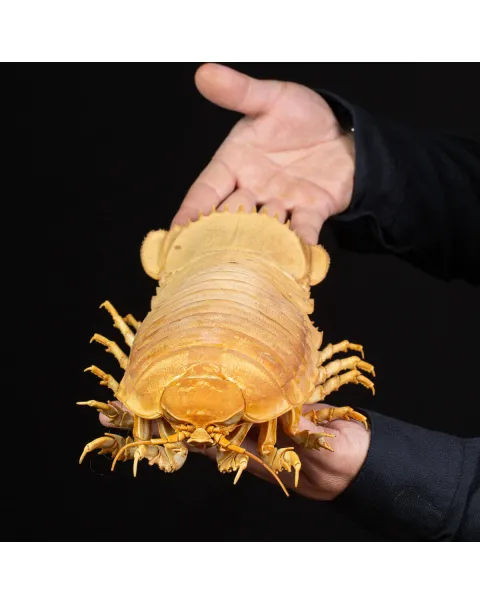 Raro Isopode: Bathynomus giganteus gigante - Una meraviglia degli abissi