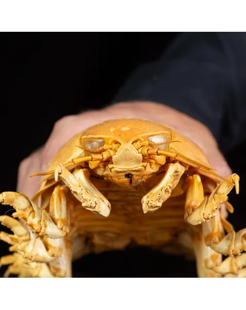 Raro Isopode: Bathynomus giganteus gigante - Una meraviglia degli abissi