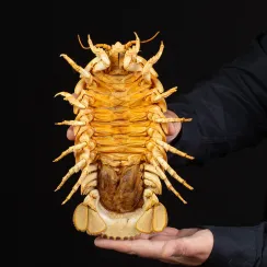Isopodi - Bathynomus Giganteus: Il gigante abissale degli oceani. (5)