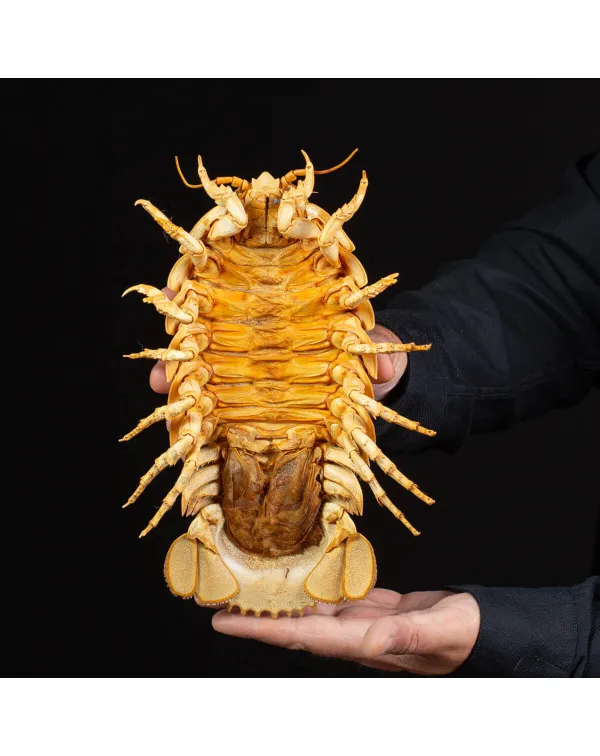 Raro Isopode: Bathynomus giganteus gigante - Una m...