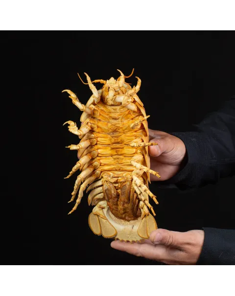 Raro Isopode: Bathynomus giganteus gigante - Una meraviglia degli abissi