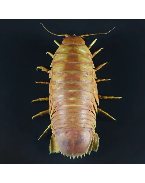 Isopode Bathynomus Giganteus
