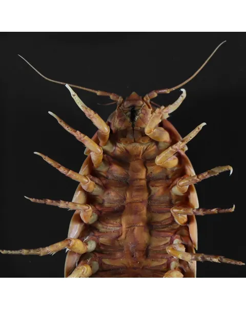 Isopode Bathynomus Giganteus