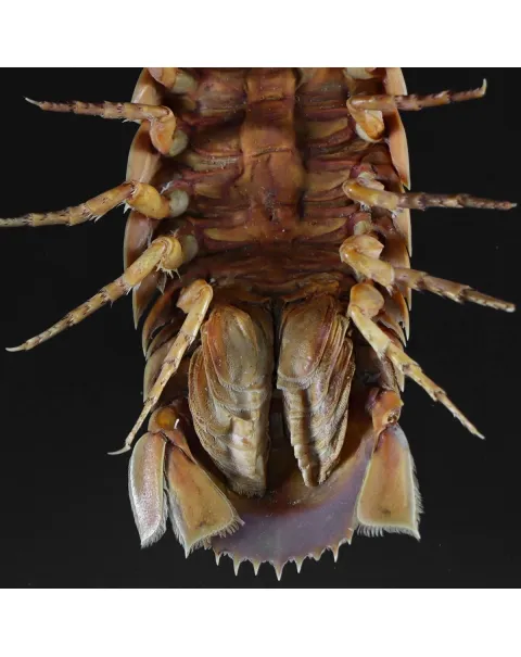 Isopode Bathynomus Giganteus