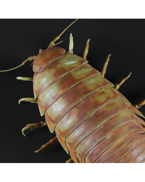 Isopode Bathynomus Giganteus