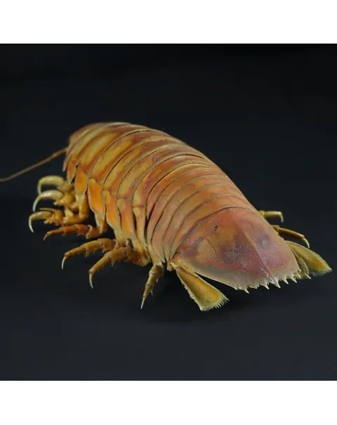 Isopode Bathynomus Giganteus