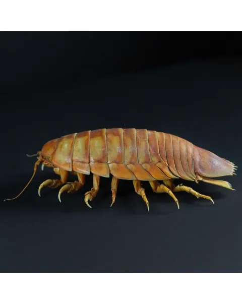 Isopode Bathynomus Giganteus