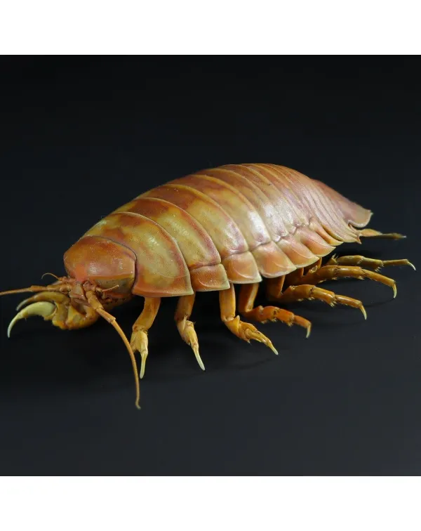Isopode Bathynomus Giganteus