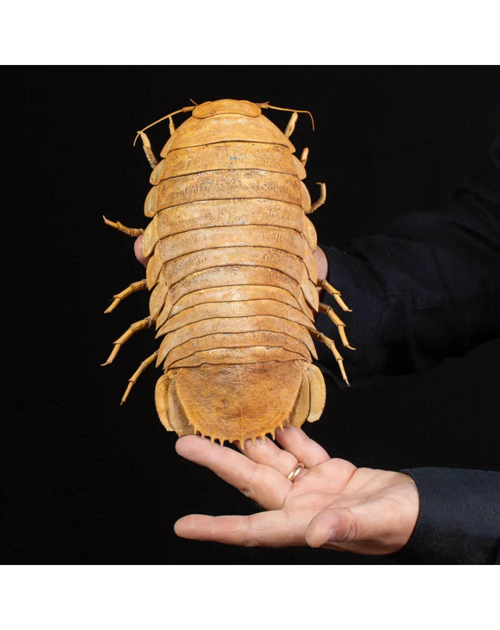 Raro Isopode: Bathynomus Giganteus - Misteriosa Creatura Oceanica.