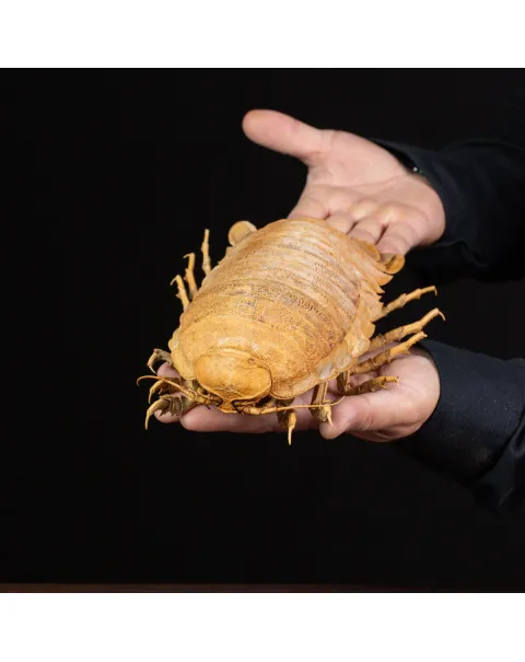 Raro Isopode: Bathynomus Giganteus - Misteriosa Creatura Oceanica.