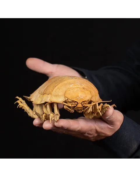Raro Isopode: Bathynomus Giganteus - Misteriosa Creatura Oceanica.