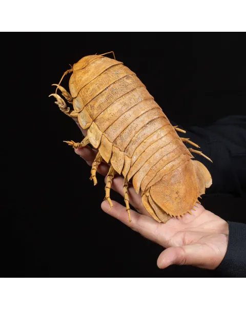 Raro Isopode: Bathynomus Giganteus - Misteriosa Creatura Oceanica.