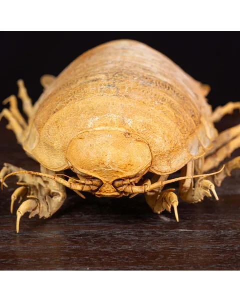 Raro Isopode: Bathynomus Giganteus - Misteriosa Creatura Oceanica.