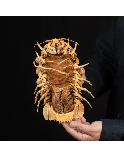 Raro Isopode: Bathynomus Giganteus - Misteriosa Creatura Oceanica.