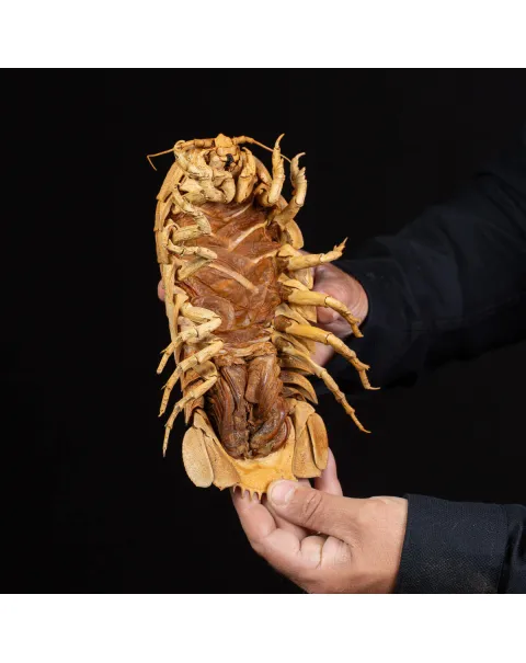 Raro Isopode: Bathynomus Giganteus - Misteriosa Creatura Oceanica.