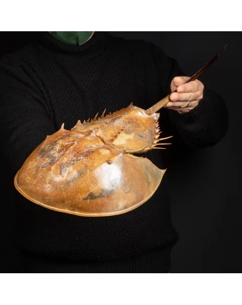 Limulo o Granchio Reale