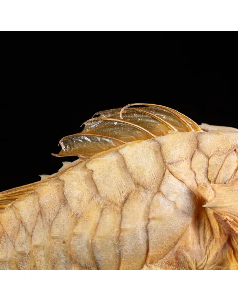 Marine Monster – Cabinet de Curiosités.