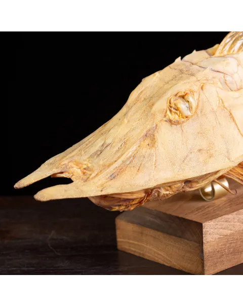 Marine Monster – Cabinet de Curiosités.