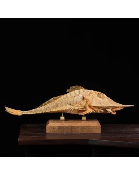 Marine Monster – Cabinet de Curiosités.