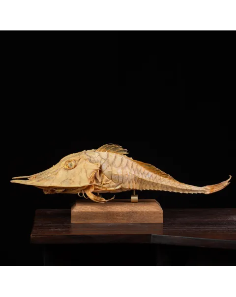 Marine Monster – Cabinet de Curiosités.