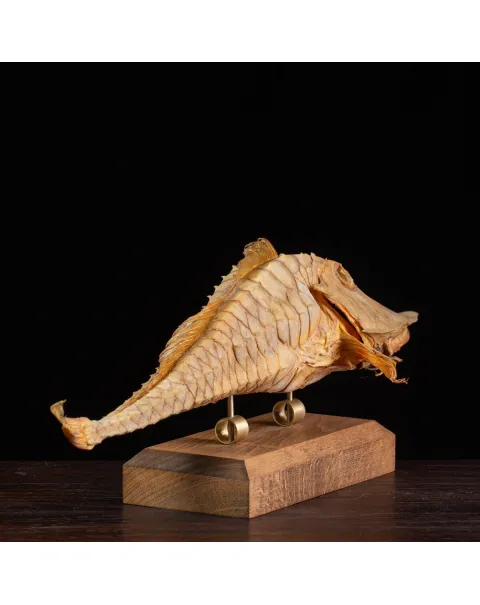 Marine Monster – Cabinet de Curiosités.