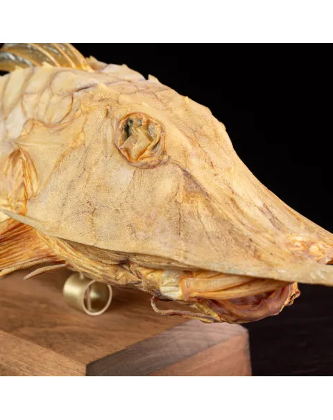 Marine Monster – Cabinet de Curiosités.