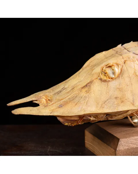 Marine Monster – Cabinet de Curiosités.