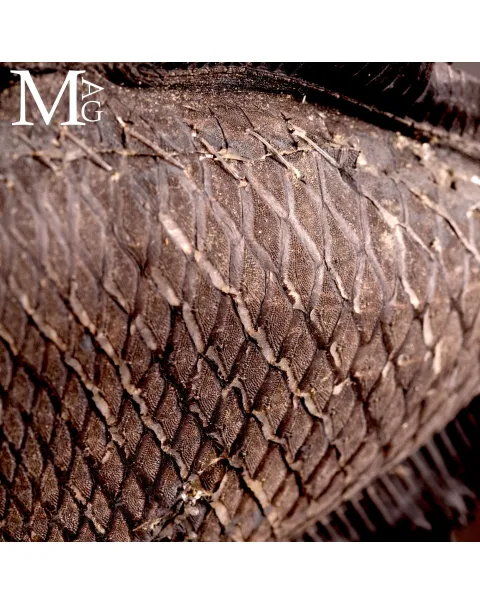 Pesce Balestra Maculato – Canthidermis