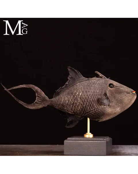 Pesce Balestra Maculato – Canthidermis