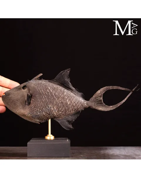 Pesce Balestra Maculato – Canthidermis