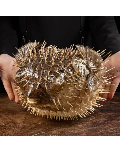 Pesce Istrice - Diodon Histrix