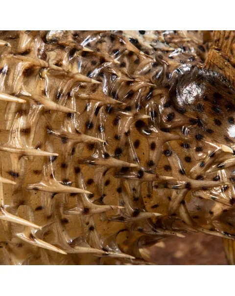Pesce Istrice - Diodon Histrix