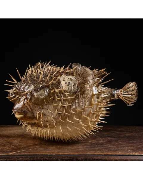 Pesce Istrice - Diodon Histrix